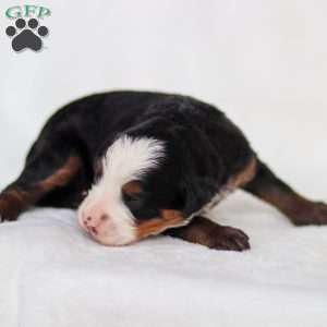 Marley, Mini Bernedoodle Puppy