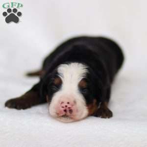 Marley, Mini Bernedoodle Puppy