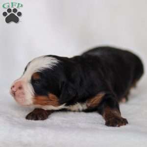 Marley, Mini Bernedoodle Puppy