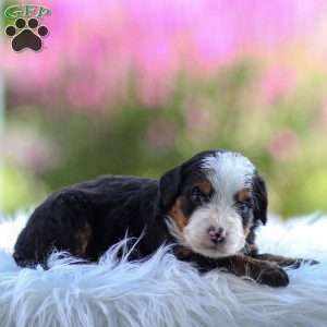 Marley, Mini Bernedoodle Puppy
