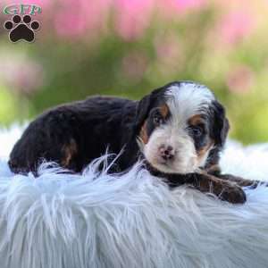 Marley, Mini Bernedoodle Puppy