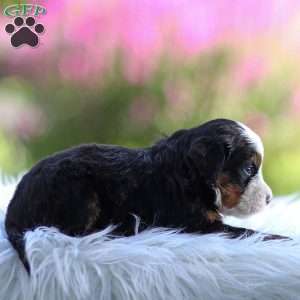 Marley, Mini Bernedoodle Puppy