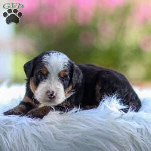 Marley, Mini Bernedoodle Puppy