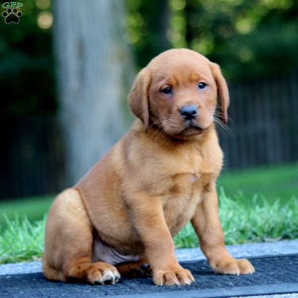 Marlin, Fox Red Labrador Retriever Puppy