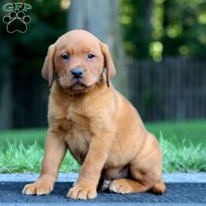 Marlin, Fox Red Labrador Retriever Puppy