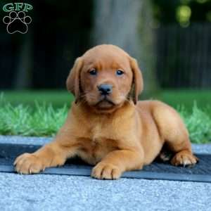 Marlin, Fox Red Labrador Retriever Puppy