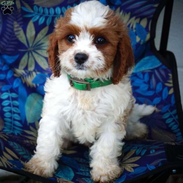 Marshal, Miniature Poodle Mix Puppy