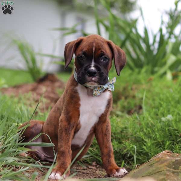 Marshall, Boxer Puppy