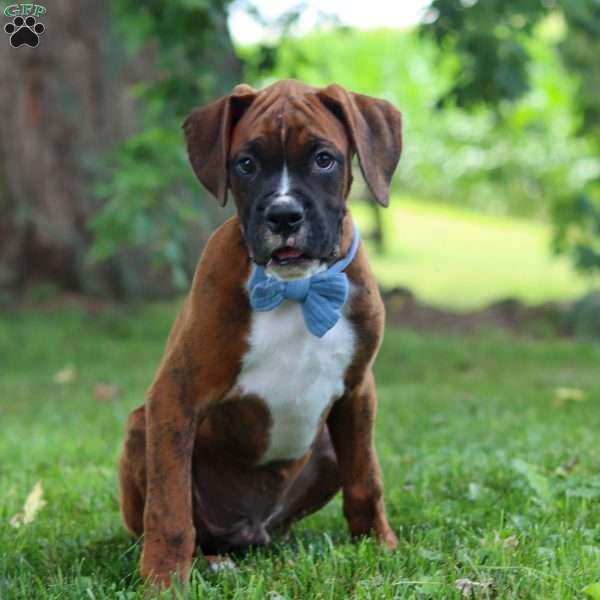 Marshall, Boxer Puppy
