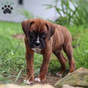 Marshall, Boxer Puppy