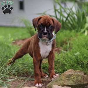 Marshall, Boxer Puppy