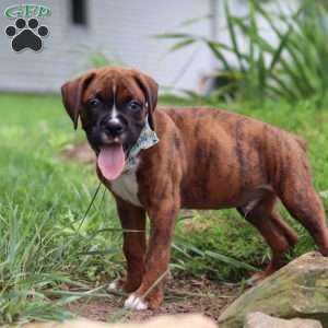Marshall, Boxer Puppy