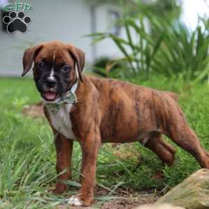 Marshall, Boxer Puppy