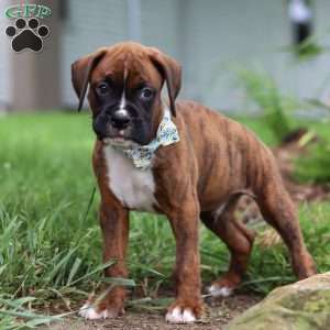 Marshall, Boxer Puppy