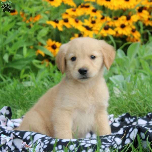 Marshall, Golden Retriever Puppy