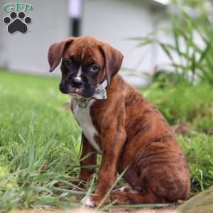 Marshall, Boxer Puppy