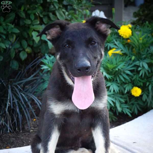 Marshmallow, German Shepherd Puppy