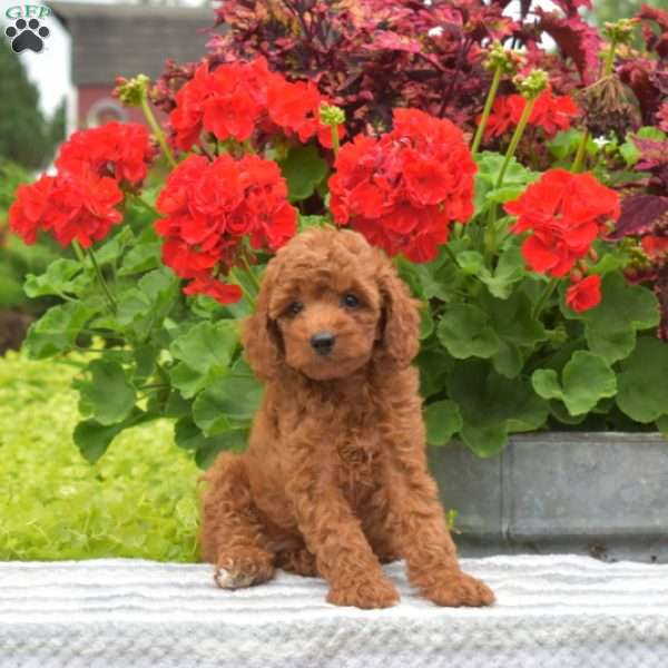 Marty, Miniature Poodle Puppy