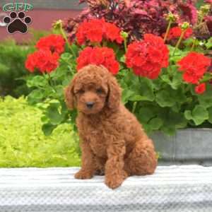 Marty, Miniature Poodle Puppy