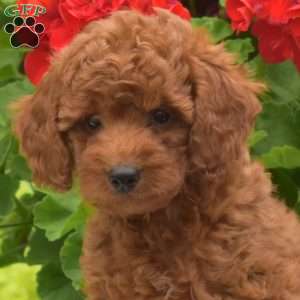 Marty, Miniature Poodle Puppy