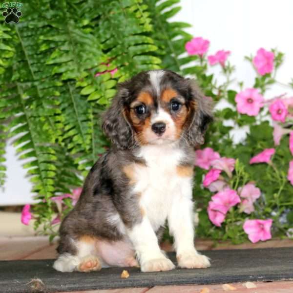 Marvel, Cavalier King Charles Spaniel Puppy