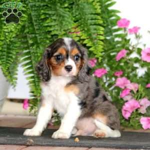 Marvel, Cavalier King Charles Spaniel Puppy