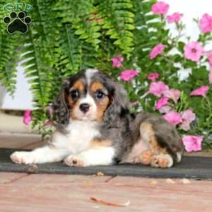 Marvel, Cavalier King Charles Spaniel Puppy