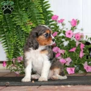 Marvel, Cavalier King Charles Spaniel Puppy