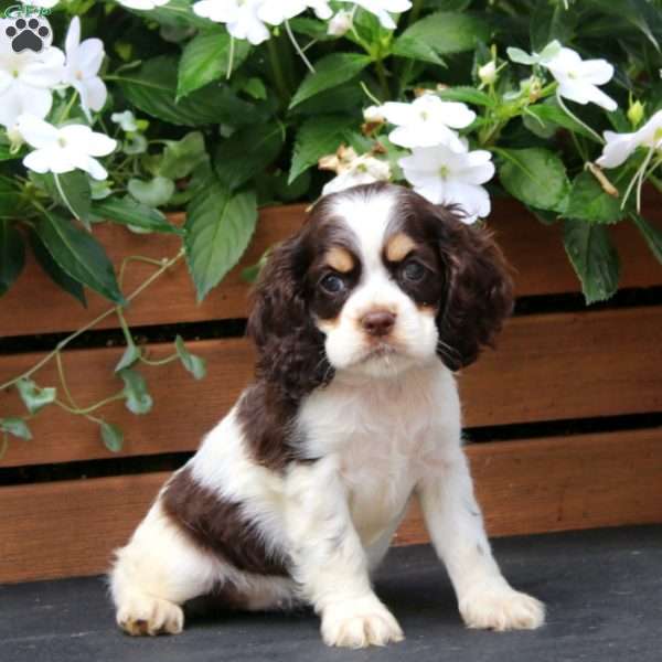 Mary, Cocker Spaniel Puppy