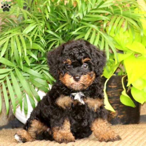 Mary, Miniature Poodle Puppy
