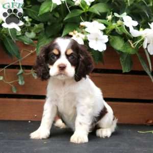Mary, Cocker Spaniel Puppy