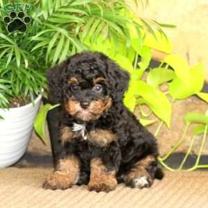 Mary, Miniature Poodle Puppy