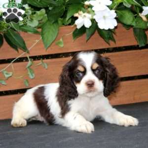 Mary, Cocker Spaniel Puppy