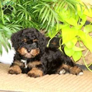 Mary, Miniature Poodle Puppy