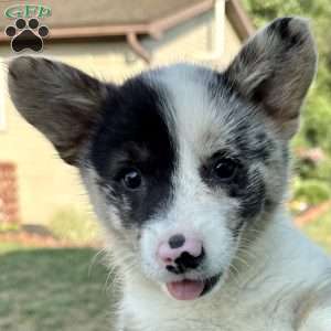 Mary, Pembroke Welsh Corgi Puppy
