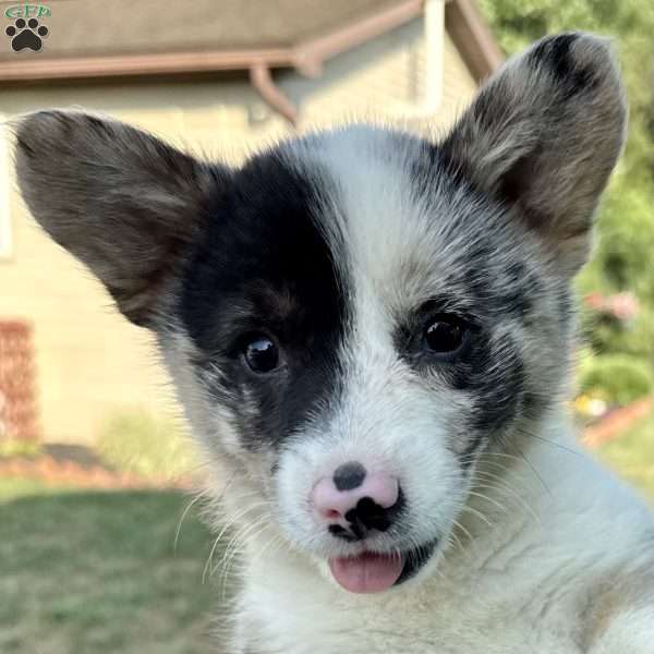Mary, Pembroke Welsh Corgi Puppy