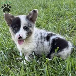 Mary, Pembroke Welsh Corgi Puppy