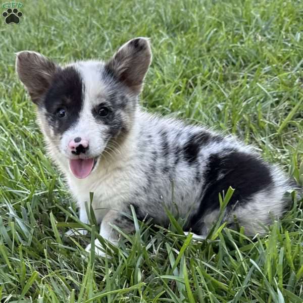 Mary, Pembroke Welsh Corgi Puppy