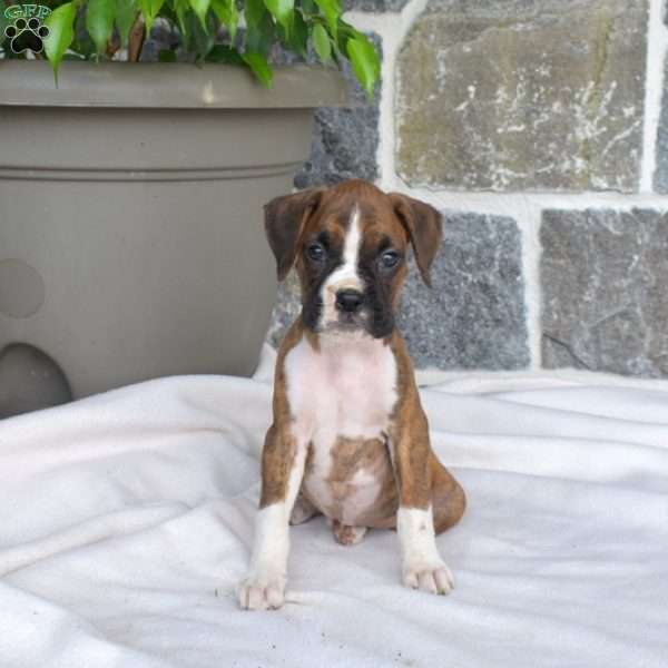 Mason, Boxer Puppy