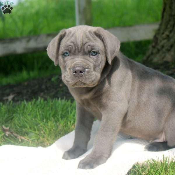 Mason, Cane Corso Puppy