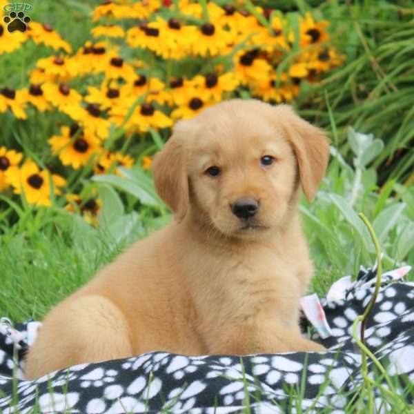 Mason, Golden Retriever Puppy
