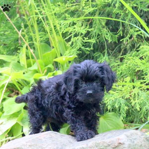 Mason, Cavapoo Puppy