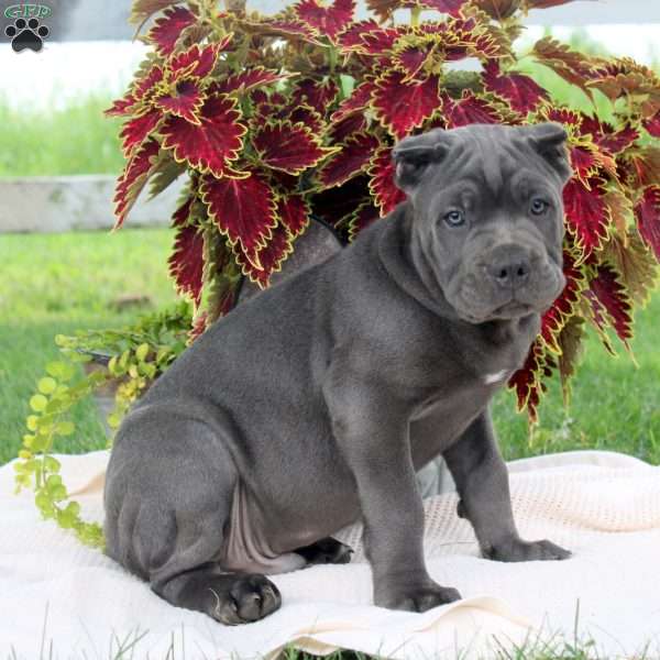 Mason, Cane Corso Puppy