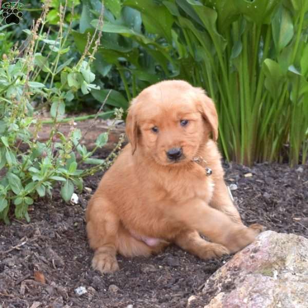 Mason, Golden Retriever Puppy