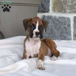 Mason, Boxer Puppy