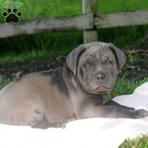 Mason, Cane Corso Puppy