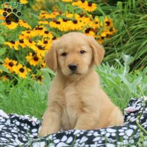 Mason, Golden Retriever Puppy