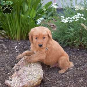 Mason, Golden Retriever Puppy