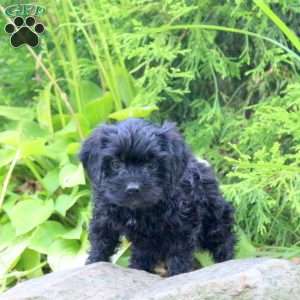 Mason, Cavapoo Puppy