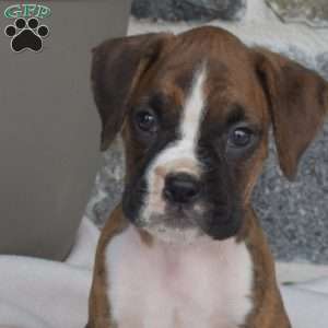 Mason, Boxer Puppy
